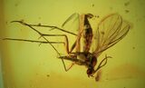 Detailed Fossil Fly (Diptera) In Baltic Amber #90773-2